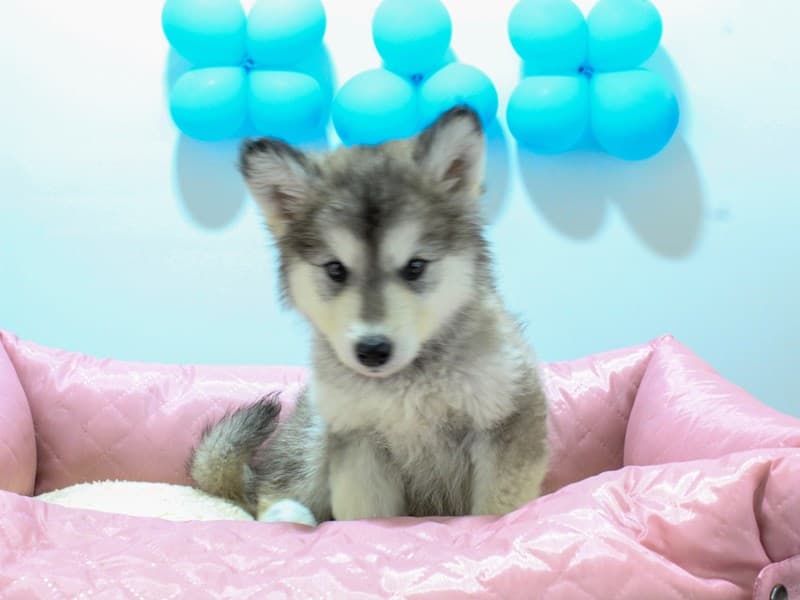 Alaskan Malamute