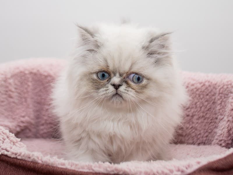 Persian