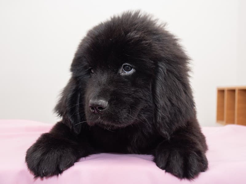 Newfoundland