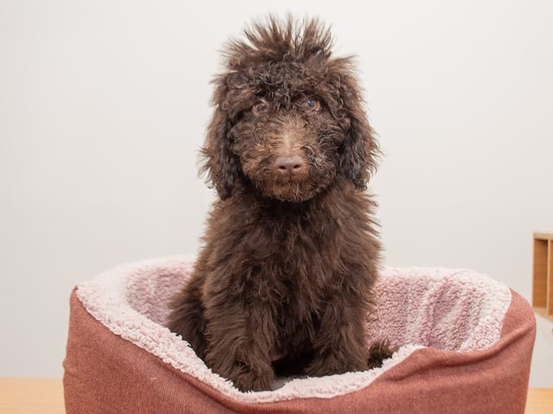 Mini Labradoodle