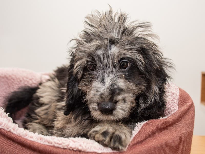 Mini Labradoodle