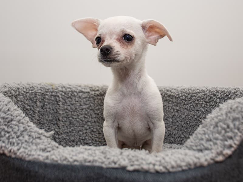 Chihuahua