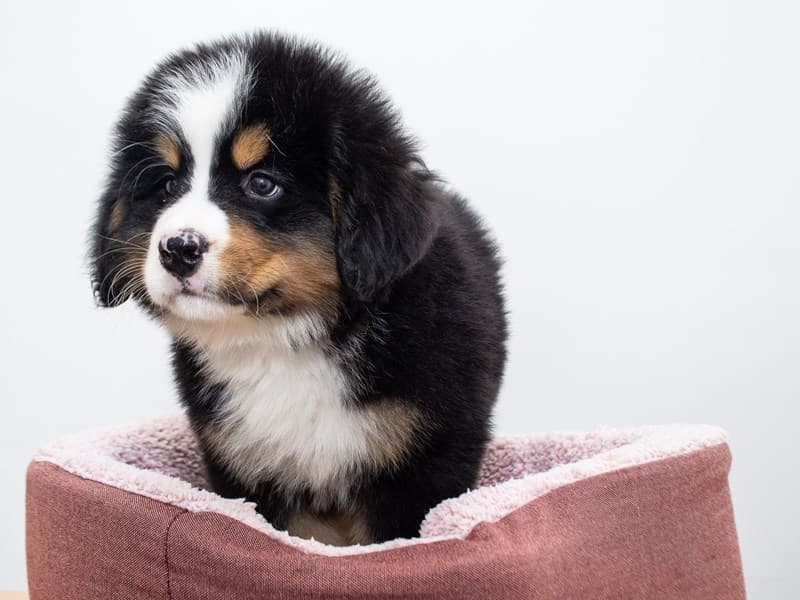 Bernese Mountain Dog