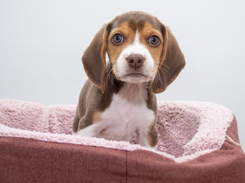Beagle