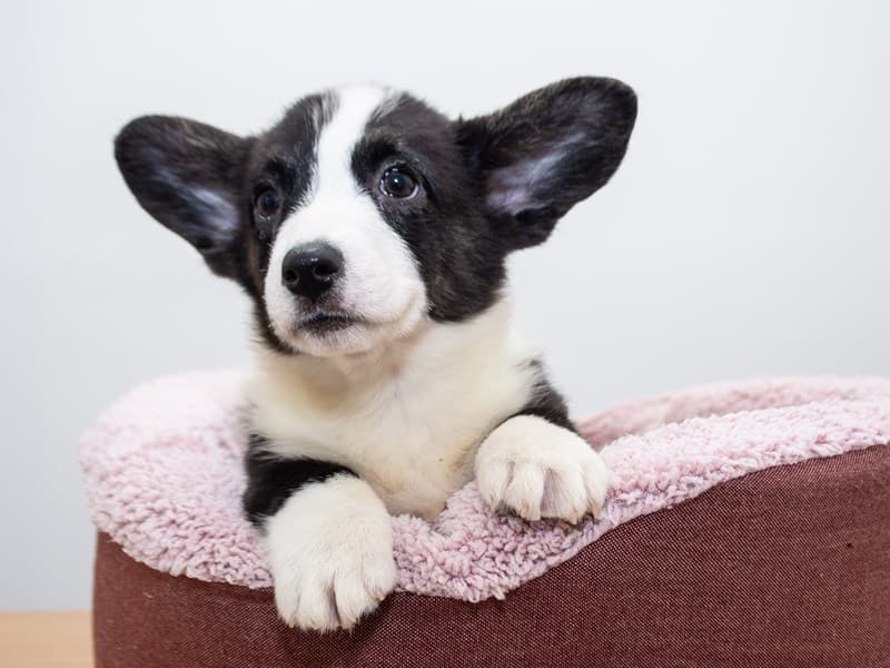 Cardigan Welsh Corgi
